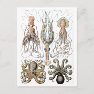  Ernst Haeckel Squids en Octopus Poster Briefkaart