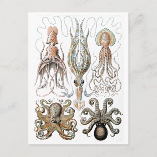 Ernst Haeckel Squids en Octopus Poster Briefkaart (Voorkant)