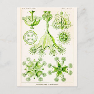 Ernst Haeckel Stauromedusae Stalked Jellyfishes Briefkaart