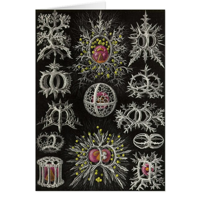 Ernst Haeckel - Stephoidea (Devant)