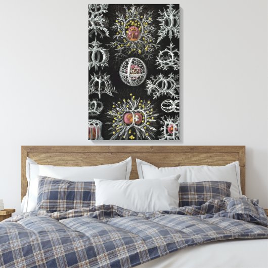 Ernst Haeckel Stephoidea Canvas Afdruk (Insitu (Slaapkamer))