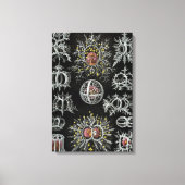 Ernst Haeckel Stephoidea Canvas Afdruk (Voorkant)