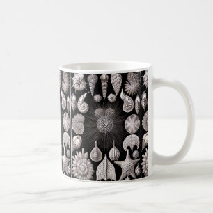 Ernst Haeckel Thalamophora I Koffiemok
