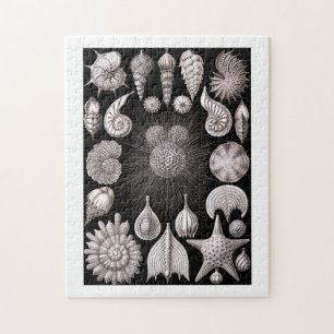 Ernst Haeckel Thalamophora I Legpuzzel