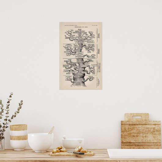 Ernst Haeckel Tree of Life Pedigree of Man Evoluti Poster (Keuken)