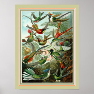 Ernst Haeckel "Trochilidae" 12 x 16 print