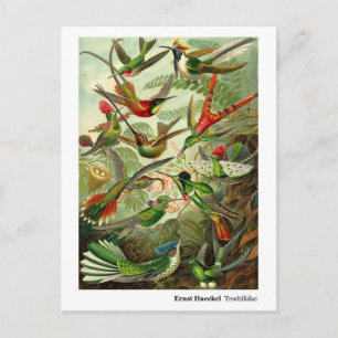 Ernst Haeckel Trochilidae Hummingvogels met de gre Briefkaart