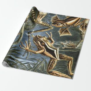 Ernst Haeckel variëteit exotische kikkers:Batrachi Cadeaupapier