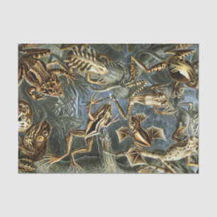 Ernst Haeckel variëteit exotische kikkers:Batrachi Tissuepapier