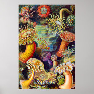 Ernst Haeckel Zee Anemones Marine:Actiniae Poster
