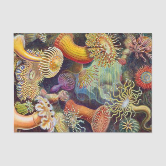 Ernst Haeckel Zee Anemones Marine:Actiniae Tissuepapier (Voorkant)