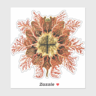 Ernst Haeckel Zee Manteldier Rode Zee Levenskunst Sticker