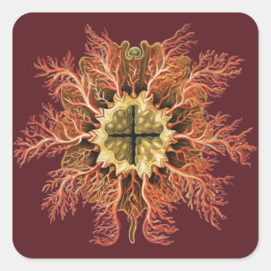 Ernst Haeckel Zee Manteldier Rode Zee Levenskunst Vierkante Sticker