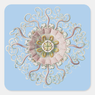 Ernst Haeckel Zee Roze kwal Medusa Vierkante Sticker
