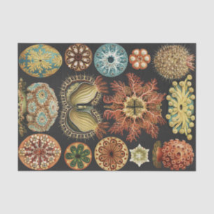 Ernst Haeckel Zeevaart Zeeleven Art Collage Tissuepapier