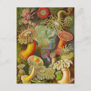Ernst Haeckel's Actinae Ocean Life Briefkaart