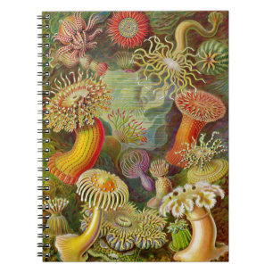 Ernst Haeckel's Actinae Ocean Life Notitieboek