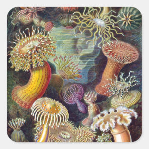 Ernst Haeckel's Actiniae Vierkante Sticker