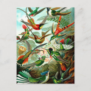 Ernst Haeckels Kunstformen der Natur, vogel Briefkaart