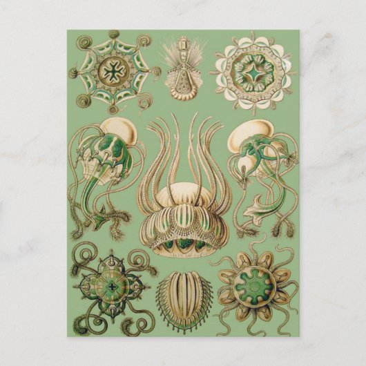 Ernst Haeckel's Narcomedusae Briefkaart (Voorkant)