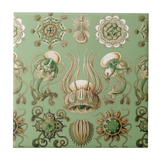 Ernst Haeckel's Narcomedusae Tegeltje (Voorkant)