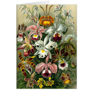 Ernst Haeckel's Orchidaceae