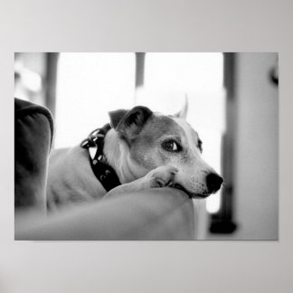 Ernstig zijoog. poster