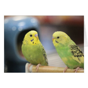 Ernstige keets
