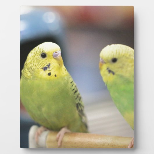 Ernstige keets fotoplaat (Voorkant)