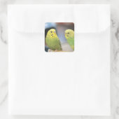 Ernstige keets vierkante sticker (Tas)