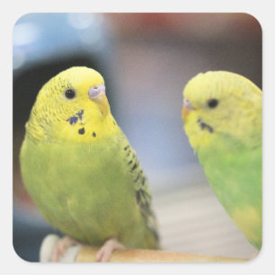 Ernstige keets vierkante sticker