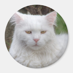 Ernstige witte kat magneet