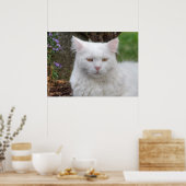 Ernstige witte kat poster (Keuken)