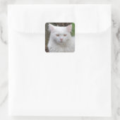 Ernstige witte kat vierkante sticker (Tas)