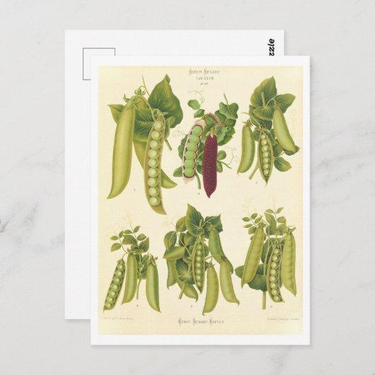 Erwten Botanische Illustratie uit Zaad Catalogus Briefkaart (Voorkant / Achterkant)