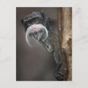 Es-Tu Mon Barbier ? Carte postale