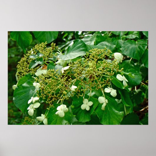 Escalade blanche Hydrangea - Poster (Devant)