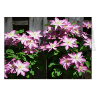 Escalade Clematis Fleurs de printemps violettes