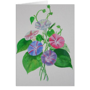Escalade colorée Matin Glory Botanical Art