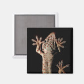 Escalade Gekko Magnet (Recto/Verso)
