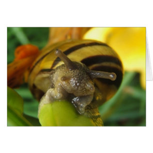Escargot 186 ~ carte
