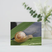 Escargot 96 ~ carte postale (Debout devant)