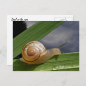 Escargot 96 ~ carte postale (Devant / Derrière)