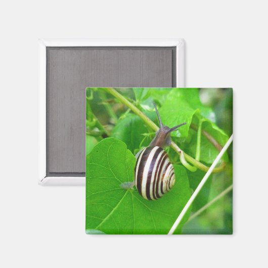Escargot de terre strié sur un aimant de feuille (Recto/Verso)