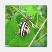 Escargot de terre strié sur un aimant de feuille (Devant)