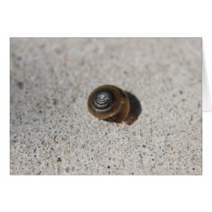Escargot pâle
