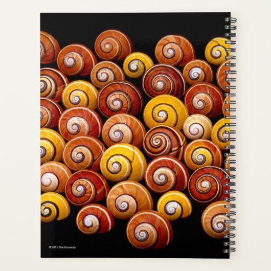 Escargots d'arbre cubain (Dos)