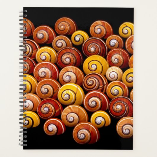 Escargots d'arbre cubain (Devant)