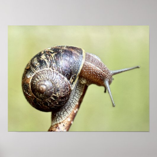 Escargots - de rijke schittering poster (Voorkant)