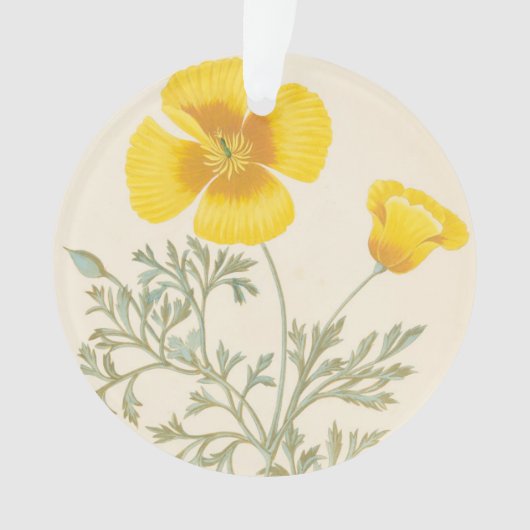 Eschscholtzia californien (devant)